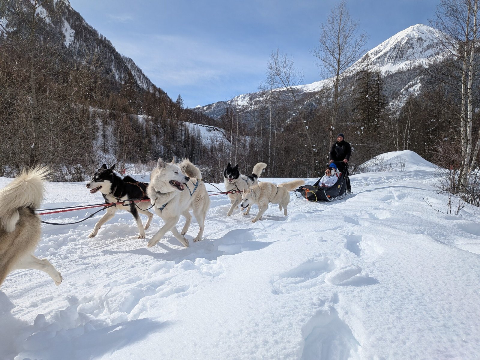 Chiens de traîneaux Neige pour Tous